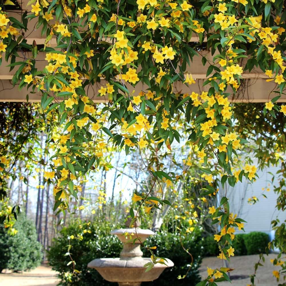 Live Pomegranate 'Wonderful' Plants (Punica Granatum 'Wonderful') - Fruit-Bearing, Drought-Tolerant, Easy to Grow (2 Pomegranate Wonderful Cups)