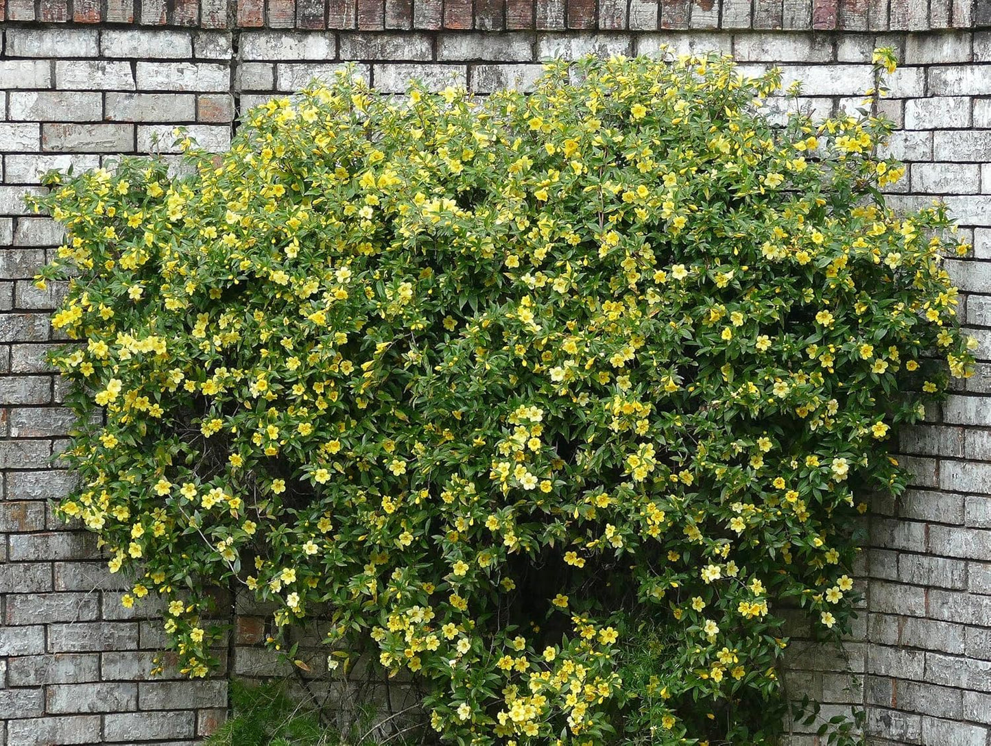 Live Pomegranate 'Wonderful' Plants (Punica Granatum 'Wonderful') - Fruit-Bearing, Drought-Tolerant, Easy to Grow (2 Pomegranate Wonderful Cups)