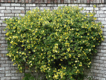 Live Pomegranate 'Wonderful' Plants (Punica Granatum 'Wonderful') - Fruit-Bearing, Drought-Tolerant, Easy to Grow (2 Pomegranate Wonderful Cups)
