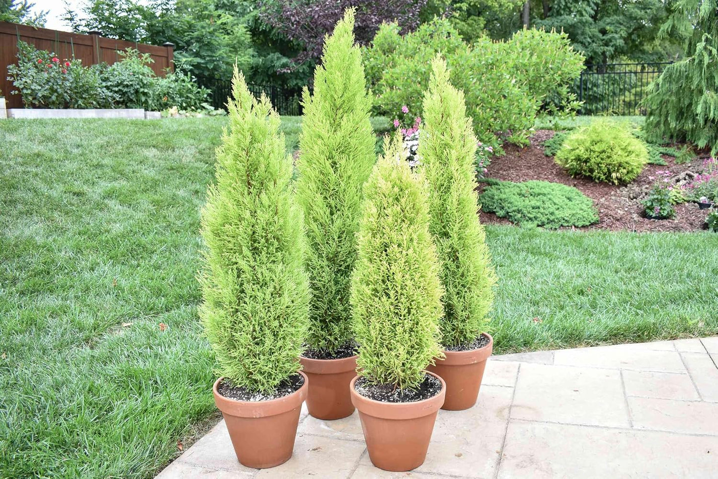 Live Pomegranate 'Wonderful' Plants (Punica Granatum 'Wonderful') - Fruit-Bearing, Drought-Tolerant, Easy to Grow (2 Pomegranate Wonderful Cups)