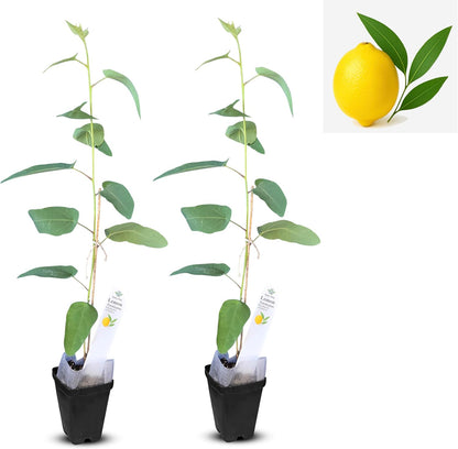 Live Pomegranate 'Wonderful' Plants (Punica Granatum 'Wonderful') - Fruit-Bearing, Drought-Tolerant, Easy to Grow (2 Pomegranate Wonderful Cups)