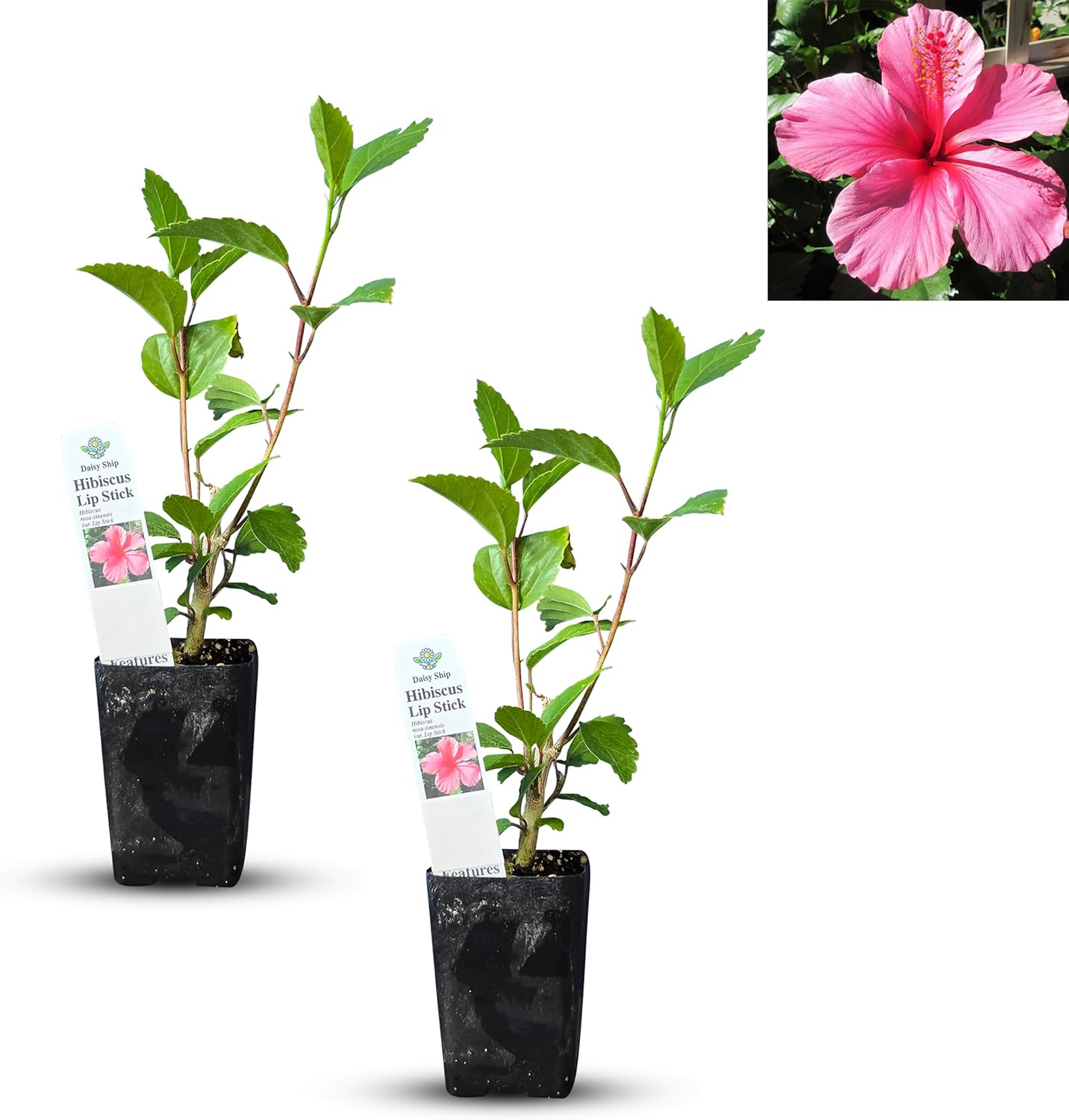 Live Pomegranate 'Wonderful' Plants (Punica Granatum 'Wonderful') - Fruit-Bearing, Drought-Tolerant, Easy to Grow (2 Pomegranate Wonderful Cups)