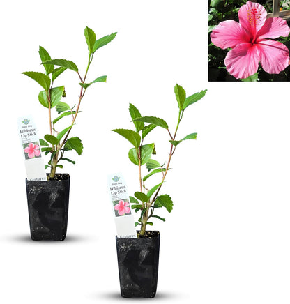 Live Pomegranate 'Wonderful' Plants (Punica Granatum 'Wonderful') - Fruit-Bearing, Drought-Tolerant, Easy to Grow (2 Pomegranate Wonderful Cups)