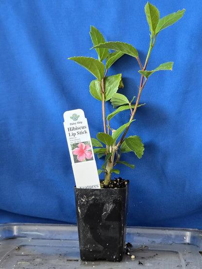 Live Pomegranate 'Wonderful' Plants (Punica Granatum 'Wonderful') - Fruit-Bearing, Drought-Tolerant, Easy to Grow (2 Pomegranate Wonderful Cups)