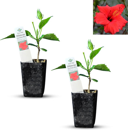 Live Pomegranate 'Wonderful' Plants (Punica Granatum 'Wonderful') - Fruit-Bearing, Drought-Tolerant, Easy to Grow (2 Pomegranate Wonderful Cups)