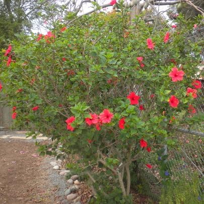 Live Pomegranate 'Wonderful' Plants (Punica Granatum 'Wonderful') - Fruit-Bearing, Drought-Tolerant, Easy to Grow (2 Pomegranate Wonderful Cups)