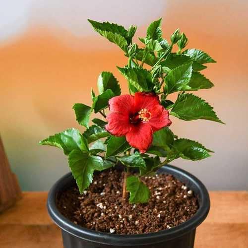Live Pomegranate 'Wonderful' Plants (Punica Granatum 'Wonderful') - Fruit-Bearing, Drought-Tolerant, Easy to Grow (2 Pomegranate Wonderful Cups)