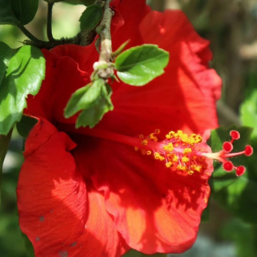 Live Pomegranate 'Wonderful' Plants (Punica Granatum 'Wonderful') - Fruit-Bearing, Drought-Tolerant, Easy to Grow (2 Pomegranate Wonderful Cups)
