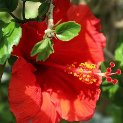 Live Pomegranate 'Wonderful' Plants (Punica Granatum 'Wonderful') - Fruit-Bearing, Drought-Tolerant, Easy to Grow (2 Pomegranate Wonderful Cups)