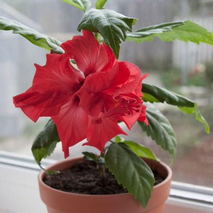 Live Pomegranate 'Wonderful' Plants (Punica Granatum 'Wonderful') - Fruit-Bearing, Drought-Tolerant, Easy to Grow (2 Pomegranate Wonderful Cups)