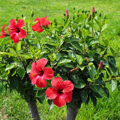 Live Pomegranate 'Wonderful' Plants (Punica Granatum 'Wonderful') - Fruit-Bearing, Drought-Tolerant, Easy to Grow (2 Pomegranate Wonderful Cups)