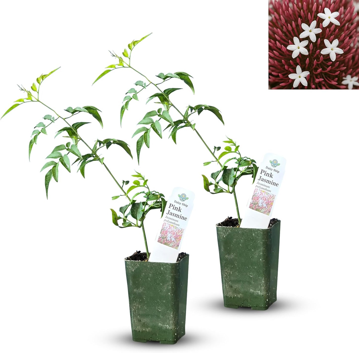Live Pomegranate 'Wonderful' Plants (Punica Granatum 'Wonderful') - Fruit-Bearing, Drought-Tolerant, Easy to Grow (2 Pomegranate Wonderful Cups)