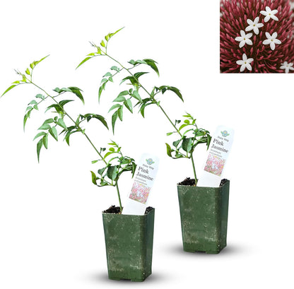 Live Pomegranate 'Wonderful' Plants (Punica Granatum 'Wonderful') - Fruit-Bearing, Drought-Tolerant, Easy to Grow (2 Pomegranate Wonderful Cups)