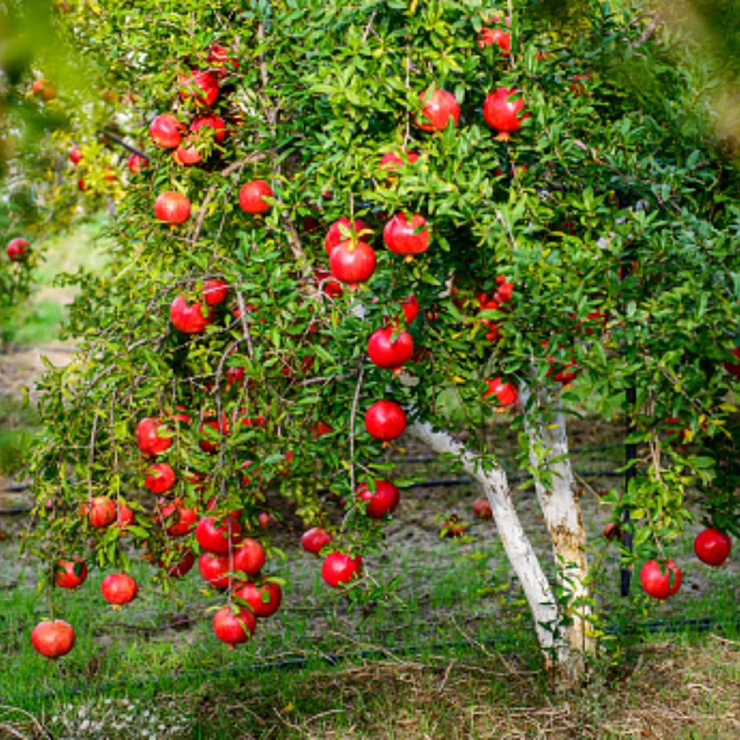 Live Pomegranate 'Wonderful' Plants (Punica Granatum 'Wonderful') - Fruit-Bearing, Drought-Tolerant, Easy to Grow (2 Pomegranate Wonderful Cups)