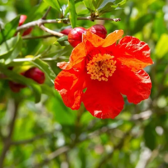 Live Pomegranate 'Wonderful' Plants (Punica Granatum 'Wonderful') - Fruit-Bearing, Drought-Tolerant, Easy to Grow (2 Pomegranate Wonderful Cups)