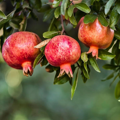 Live Pomegranate 'Wonderful' Plants (Punica Granatum 'Wonderful') - Fruit-Bearing, Drought-Tolerant, Easy to Grow (2 Pomegranate Wonderful Cups)