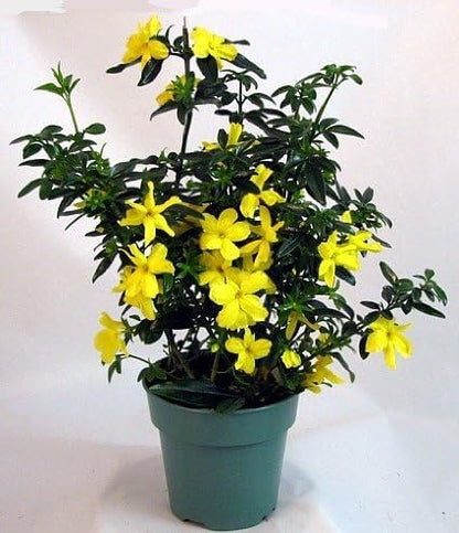 Live Pomegranate 'Wonderful' Plants (Punica Granatum 'Wonderful') - Fruit-Bearing, Drought-Tolerant, Easy to Grow (2 Pomegranate Wonderful Cups)