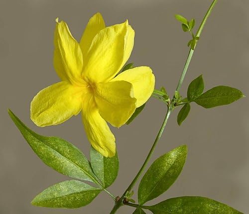 Live Pomegranate 'Wonderful' Plants (Punica Granatum 'Wonderful') - Fruit-Bearing, Drought-Tolerant, Easy to Grow (2 Pomegranate Wonderful Cups)