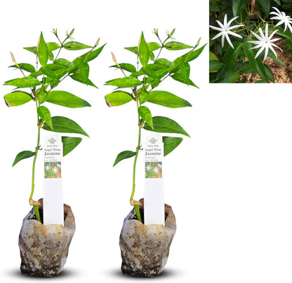 Live Pomegranate 'Wonderful' Plants (Punica Granatum 'Wonderful') - Fruit-Bearing, Drought-Tolerant, Easy to Grow (2 Pomegranate Wonderful Cups)