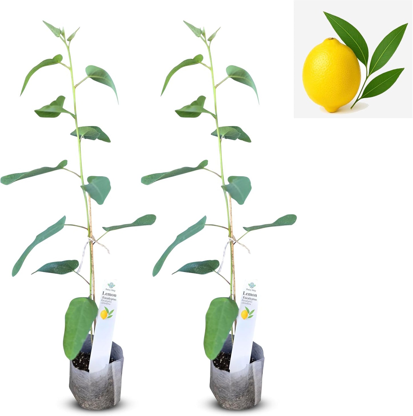 Live Pomegranate 'Wonderful' Plants (Punica Granatum 'Wonderful') - Fruit-Bearing, Drought-Tolerant, Easy to Grow (2 Pomegranate Wonderful Cups)