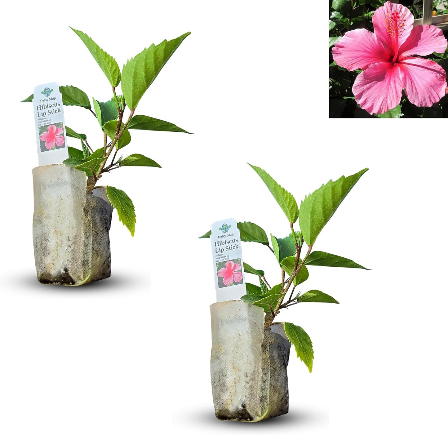 Live Pomegranate 'Wonderful' Plants (Punica Granatum 'Wonderful') - Fruit-Bearing, Drought-Tolerant, Easy to Grow (2 Pomegranate Wonderful Cups)