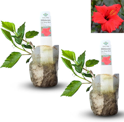 Live Pomegranate 'Wonderful' Plants (Punica Granatum 'Wonderful') - Fruit-Bearing, Drought-Tolerant, Easy to Grow (2 Pomegranate Wonderful Cups)