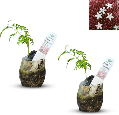 Live Pomegranate 'Wonderful' Plants (Punica Granatum 'Wonderful') - Fruit-Bearing, Drought-Tolerant, Easy to Grow (2 Pomegranate Wonderful Cups)