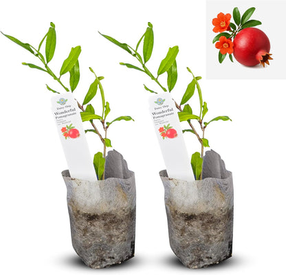 Live Pomegranate 'Wonderful' Plants (Punica Granatum 'Wonderful') - Fruit-Bearing, Drought-Tolerant, Easy to Grow (2 Pomegranate Wonderful Cups)