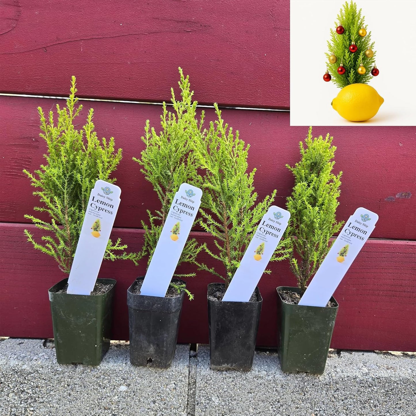 Live Pomegranate 'Wonderful' Plants (Punica Granatum 'Wonderful') - Fruit-Bearing, Drought-Tolerant, Easy to Grow (2 Pomegranate Wonderful Cups)