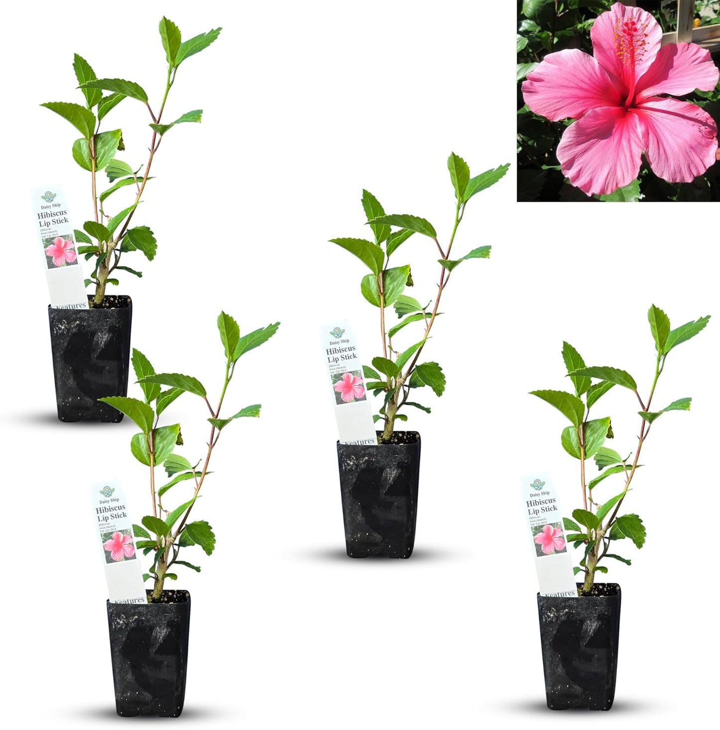 Live Pomegranate 'Wonderful' Plants (Punica Granatum 'Wonderful') - Fruit-Bearing, Drought-Tolerant, Easy to Grow (2 Pomegranate Wonderful Cups)