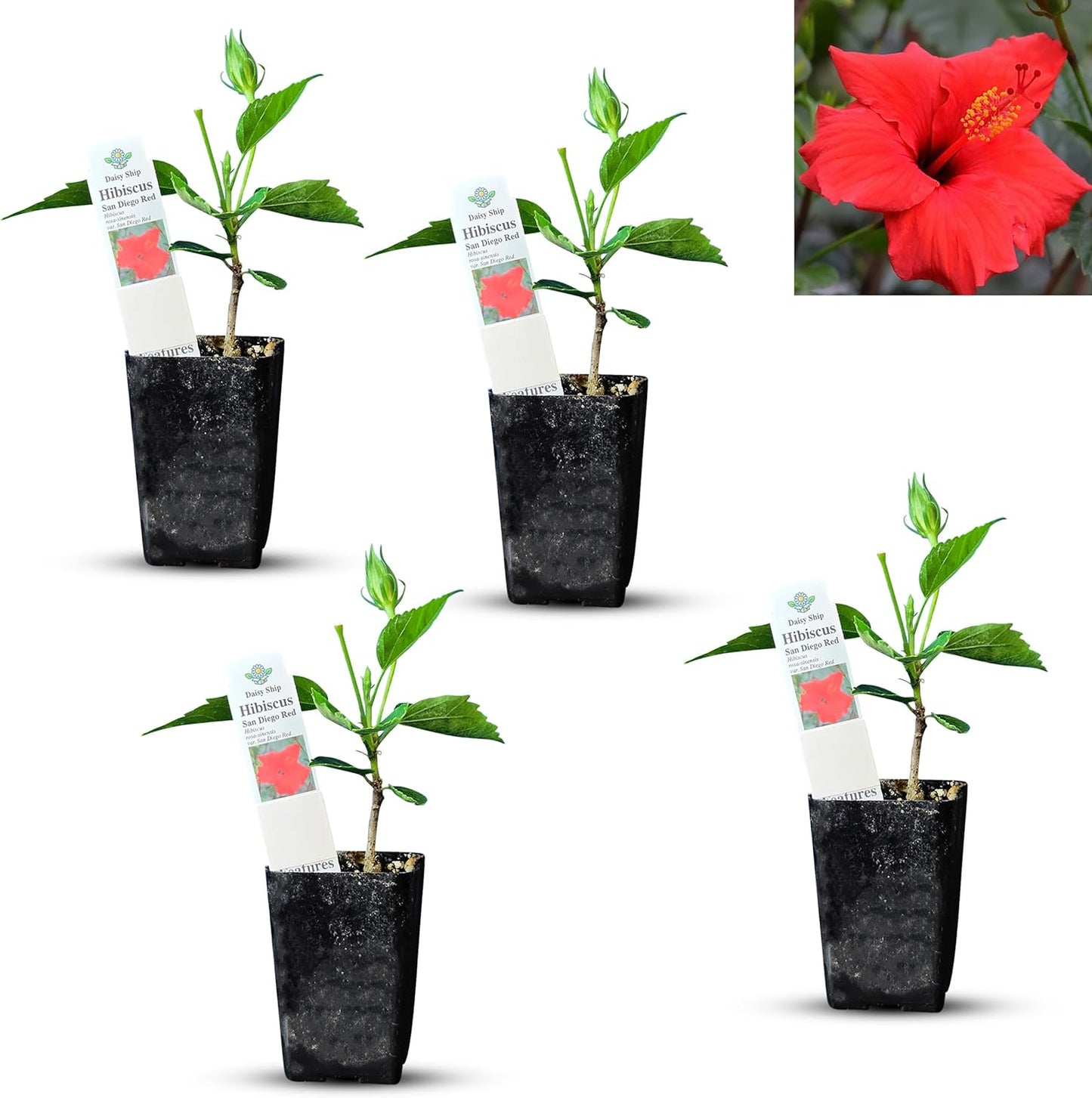 Live Pomegranate 'Wonderful' Plants (Punica Granatum 'Wonderful') - Fruit-Bearing, Drought-Tolerant, Easy to Grow (2 Pomegranate Wonderful Cups)
