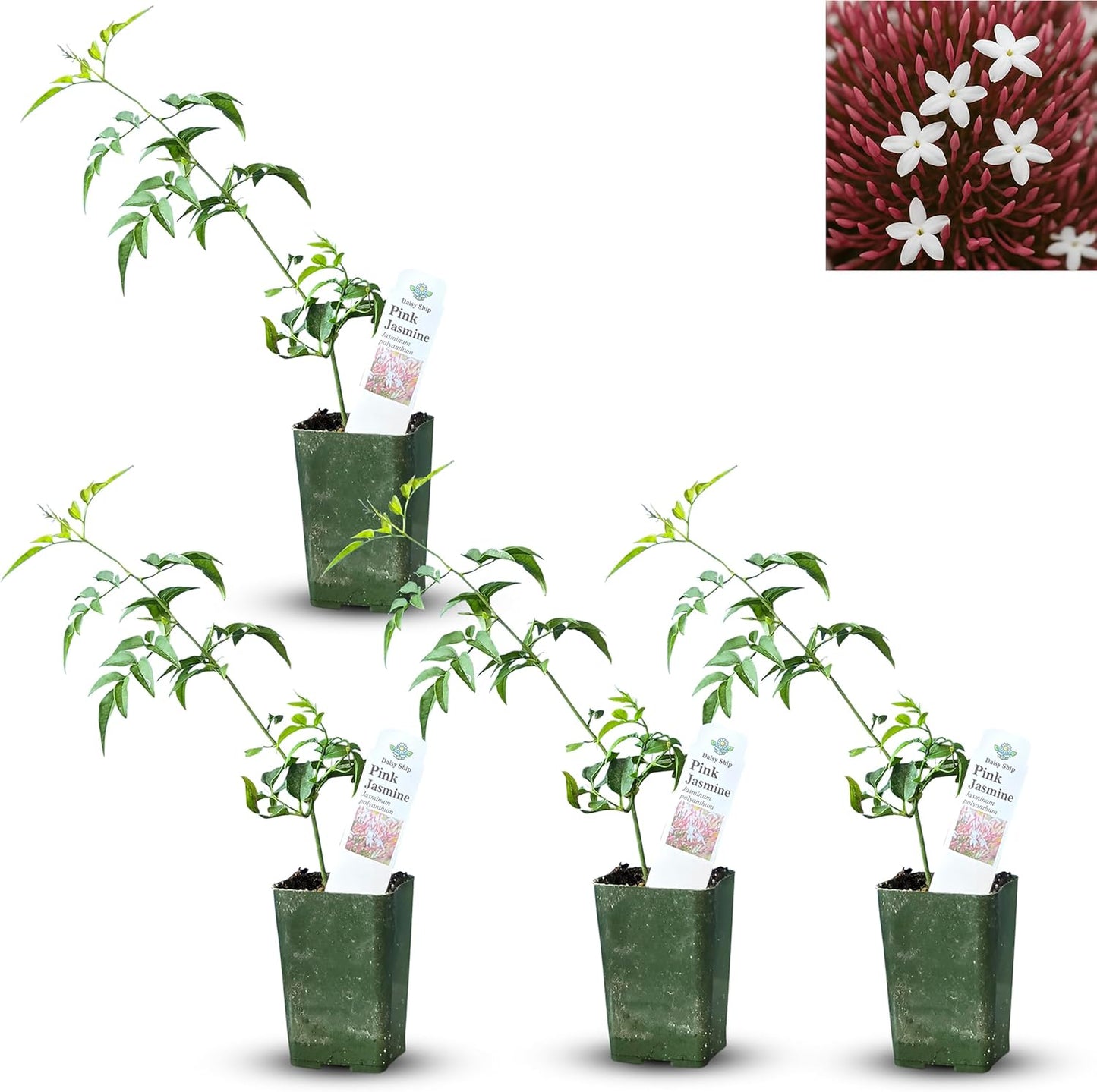 Live Pomegranate 'Wonderful' Plants (Punica Granatum 'Wonderful') - Fruit-Bearing, Drought-Tolerant, Easy to Grow (2 Pomegranate Wonderful Cups)