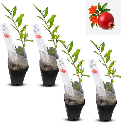Live Pomegranate 'Wonderful' Plants (Punica Granatum 'Wonderful') - Fruit-Bearing, Drought-Tolerant, Easy to Grow (2 Pomegranate Wonderful Cups)