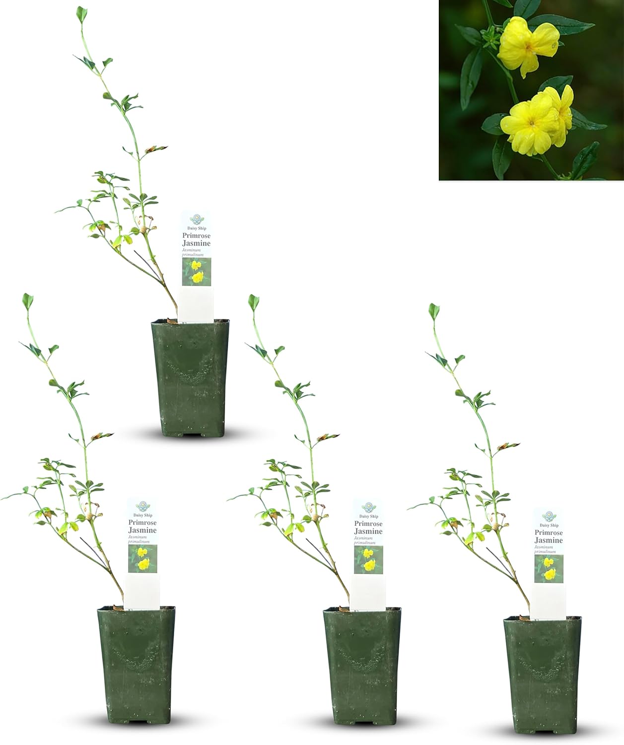Live Pomegranate 'Wonderful' Plants (Punica Granatum 'Wonderful') - Fruit-Bearing, Drought-Tolerant, Easy to Grow (2 Pomegranate Wonderful Cups)