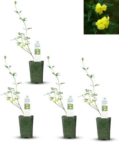 Live Pomegranate 'Wonderful' Plants (Punica Granatum 'Wonderful') - Fruit-Bearing, Drought-Tolerant, Easy to Grow (2 Pomegranate Wonderful Cups)