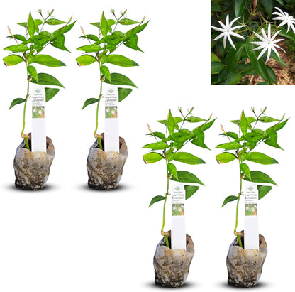 Live Pomegranate 'Wonderful' Plants (Punica Granatum 'Wonderful') - Fruit-Bearing, Drought-Tolerant, Easy to Grow (2 Pomegranate Wonderful Cups)
