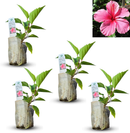 Live Pomegranate 'Wonderful' Plants (Punica Granatum 'Wonderful') - Fruit-Bearing, Drought-Tolerant, Easy to Grow (2 Pomegranate Wonderful Cups)