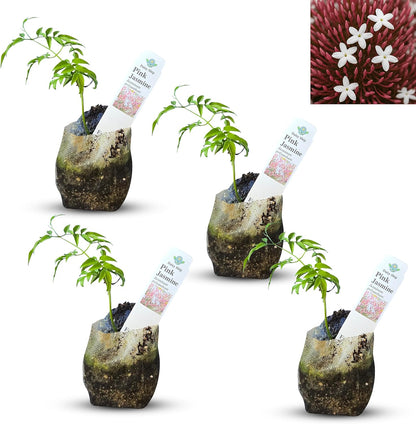 Live Pomegranate 'Wonderful' Plants (Punica Granatum 'Wonderful') - Fruit-Bearing, Drought-Tolerant, Easy to Grow (2 Pomegranate Wonderful Cups)