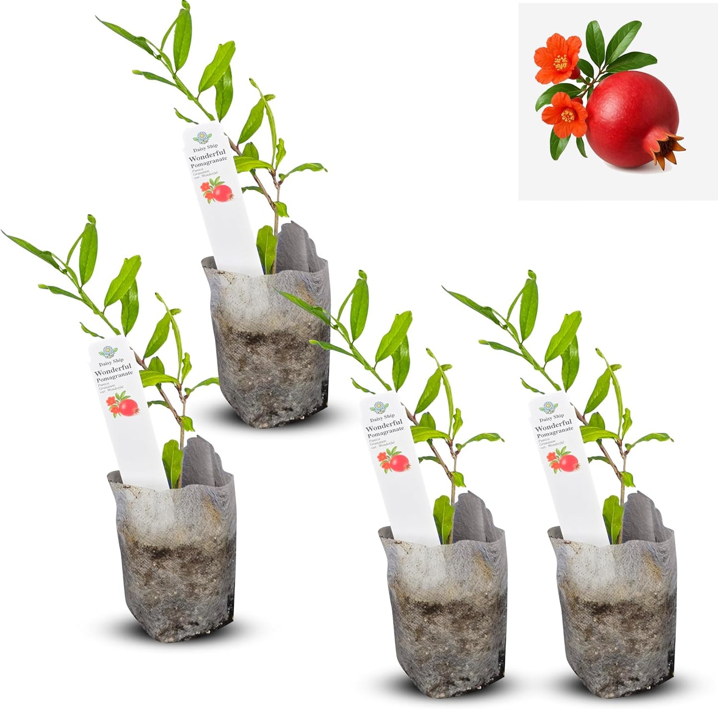 Live Pomegranate 'Wonderful' Plants (Punica Granatum 'Wonderful') - Fruit-Bearing, Drought-Tolerant, Easy to Grow (2 Pomegranate Wonderful Cups)