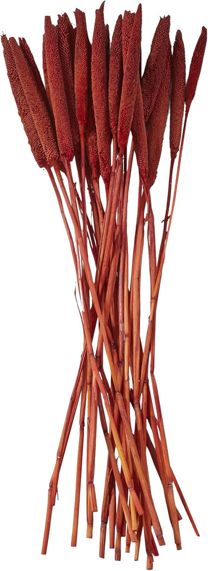 Dried Plant Bunny Tail Grass Natural Foliage with Long Stems, 1" x 1" x 20", Red