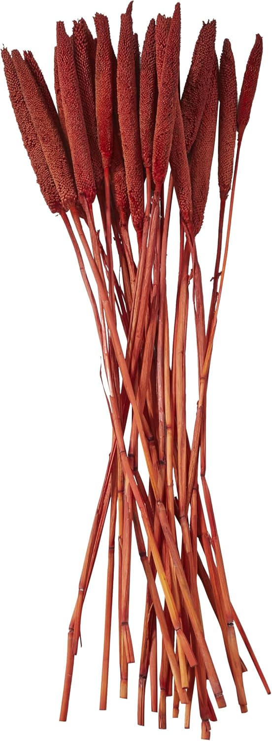 Dried Plant Bunny Tail Grass Natural Foliage with Long Stems, 1" x 1" x 20", Red