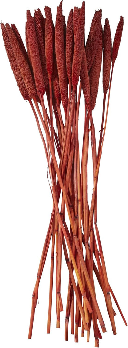 Dried Plant Bunny Tail Grass Natural Foliage with Long Stems, 1" x 1" x 20", Red