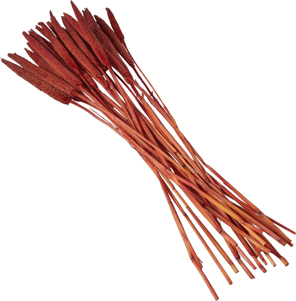 Dried Plant Bunny Tail Grass Natural Foliage with Long Stems, 1" x 1" x 20", Red