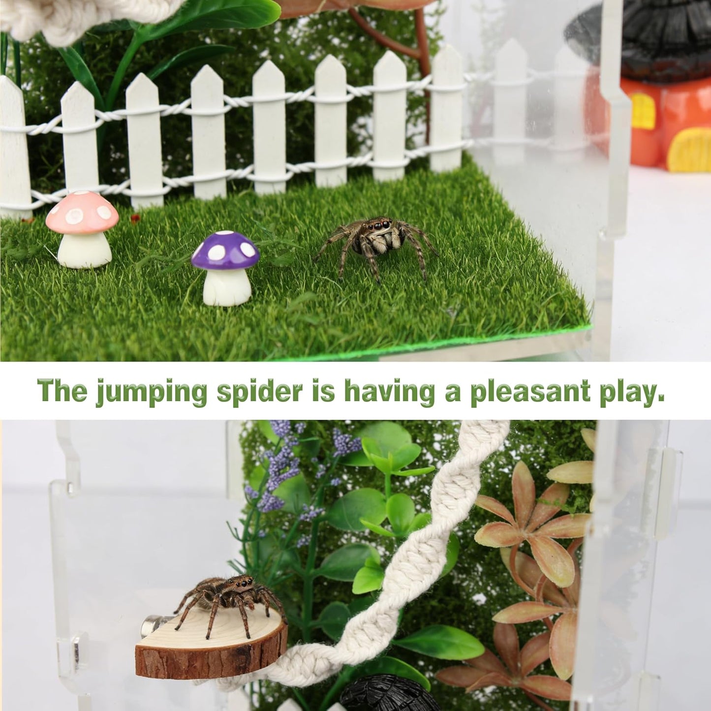12Pcs Jumping Spider Enclosure Decor Kit - Natural Terrarium Accessories Set with Climbing Net, Moss, Mushroom Shelves, Water Feeder for Small Reptile Habitat Tarantula Gecko