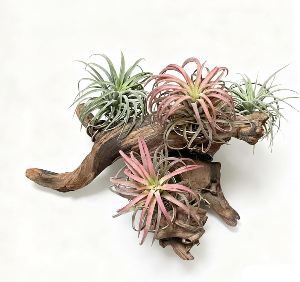 Driftwood Branches Reptiles Aquarium Decoration Assorted Size,(6-10 inch in Length),4 Pieces
