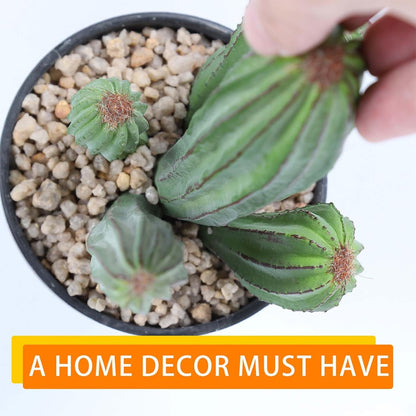 Artificial Cactus Fake Cacti 16" Faux Potted Cactus Plants for Home Store Office Decoration