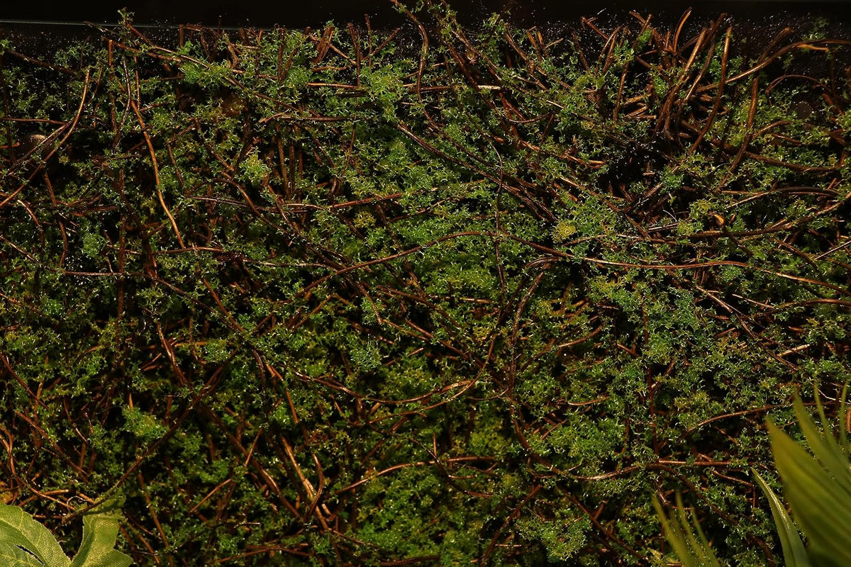 Terrarium Moss Background Backdrop Wall Reptile Cage Decoration
