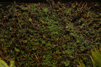 Terrarium Moss Background Backdrop Wall Reptile Cage Decoration
