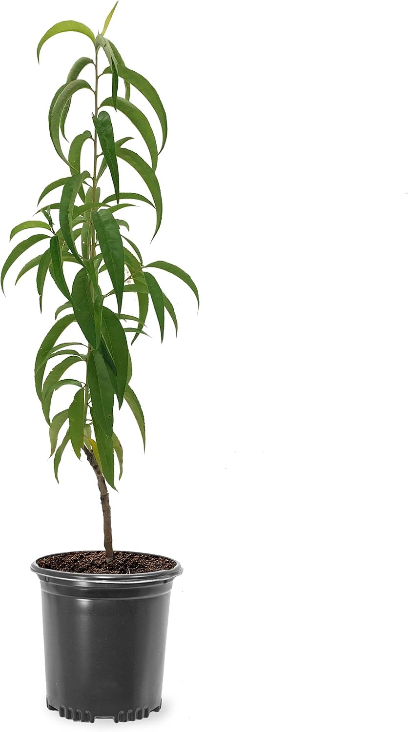 Donut Peach Fruiting Tree 1 Gal., Due to Agricultural Laws, we Cannot Ship to CA, AZ, AK, or HI - Orders Will be Cancelled if You Ship to one of These States