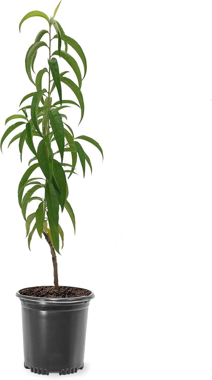 Donut Peach Fruiting Tree 1 Gal., Due to Agricultural Laws, we Cannot Ship to CA, AZ, AK, or HI - Orders Will be Cancelled if You Ship to one of These States